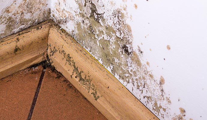 mold and moisture wall of a house mold damage