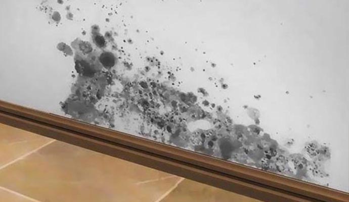 white wall mold damage superior mold remediation